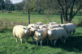 Panneau de ferme standard