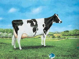 Panneau Prim Holstein