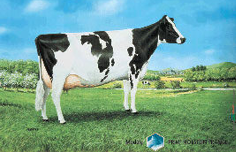 panneau prim holstein upra