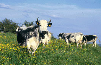 Panneau de ferme standard